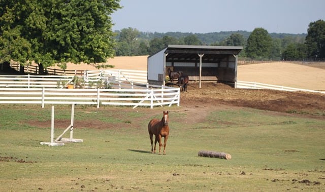 800px-Horses_in_the_Pendragon_Equestrian_Center_Bridgewater_Township_Michigan-800x474.dm.edit_PV8aZ9